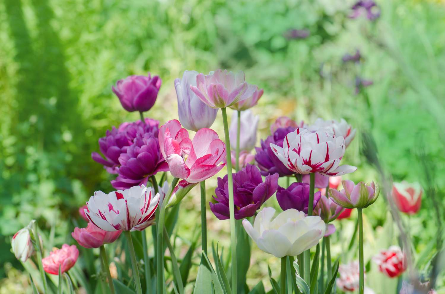double tulips in purple, pink, white, and red and white stripes in garden with green stems and leaves