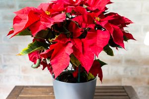 A potted poinsettia plant on a wooden table set against a light brick background