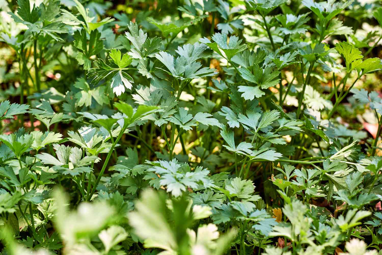 Fresh parsely in garden