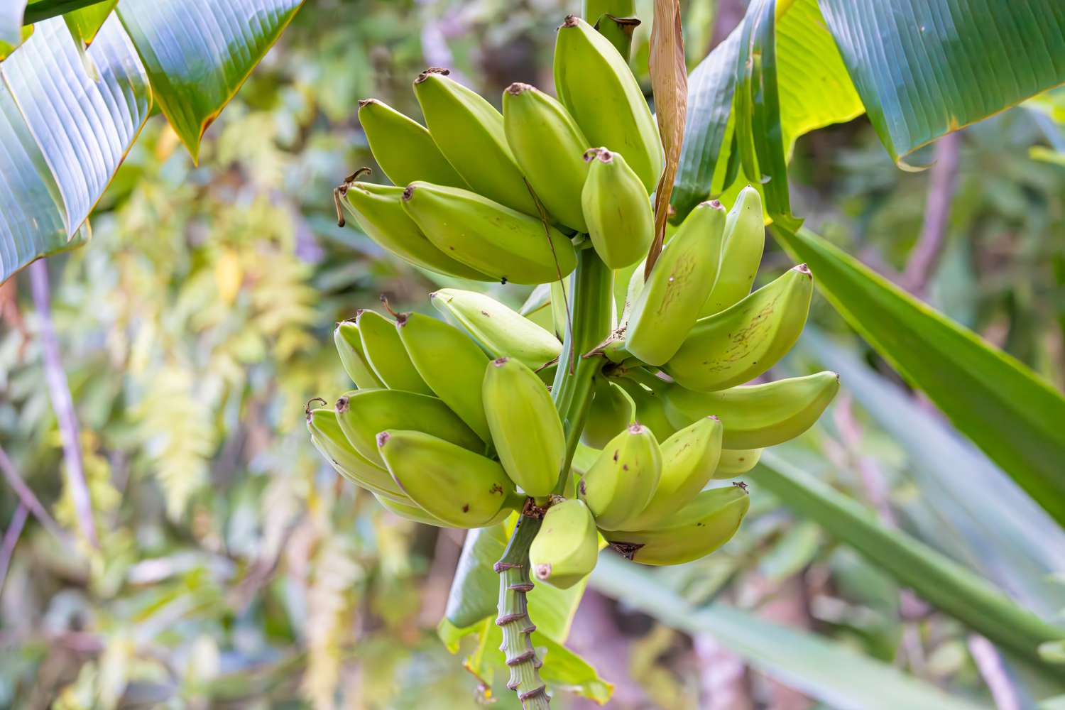 cluster of unripe green bananas hanging on a banana tree