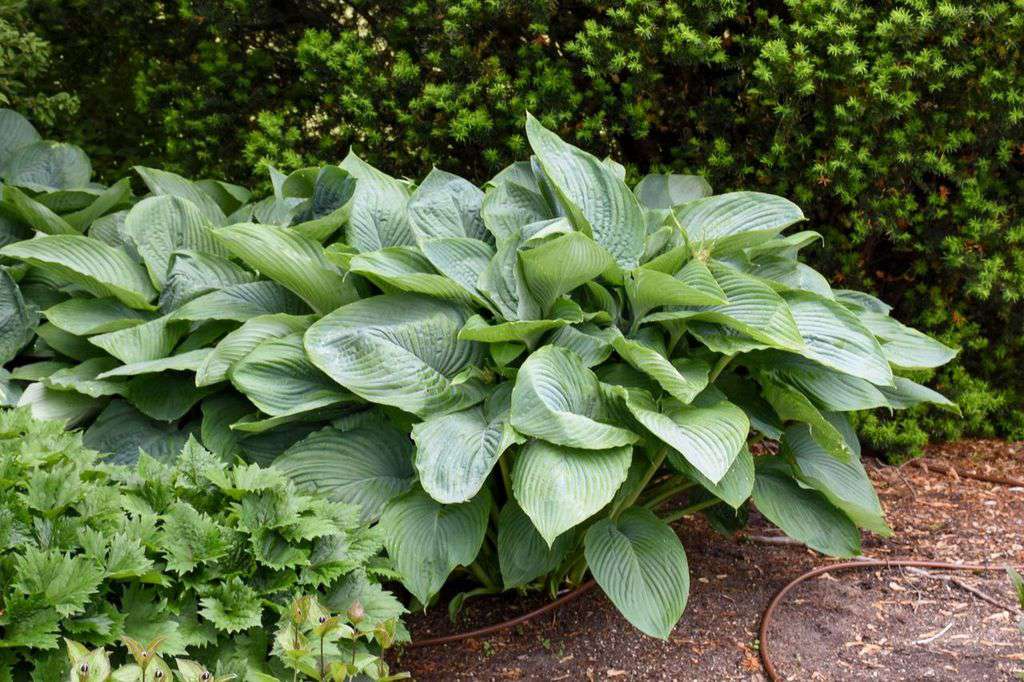 Hosta Empress Wu