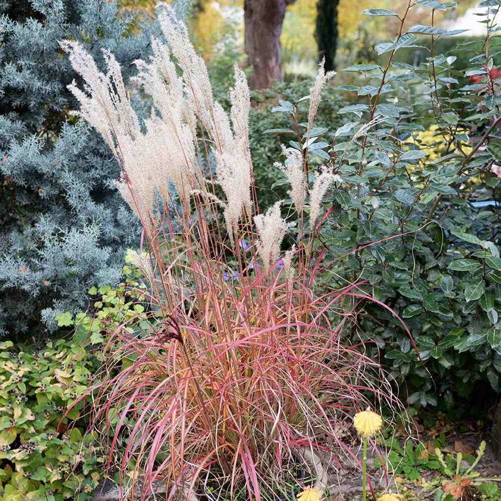Ornamental grass with tall feathery plumes in a garden setting