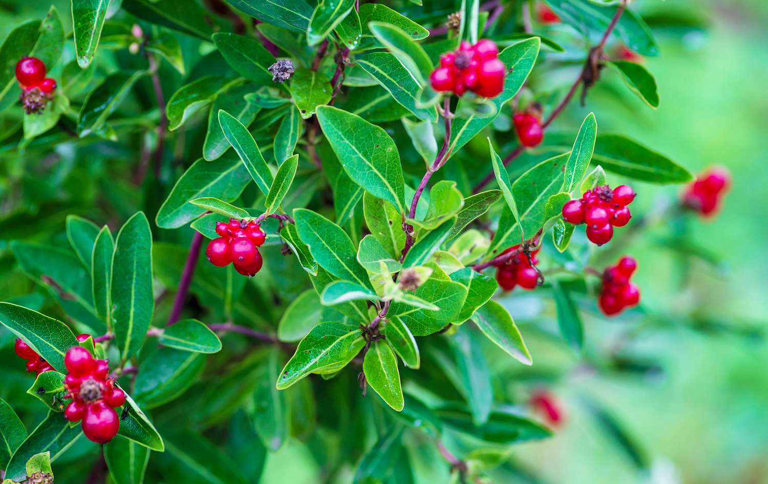 Bear berry shrub