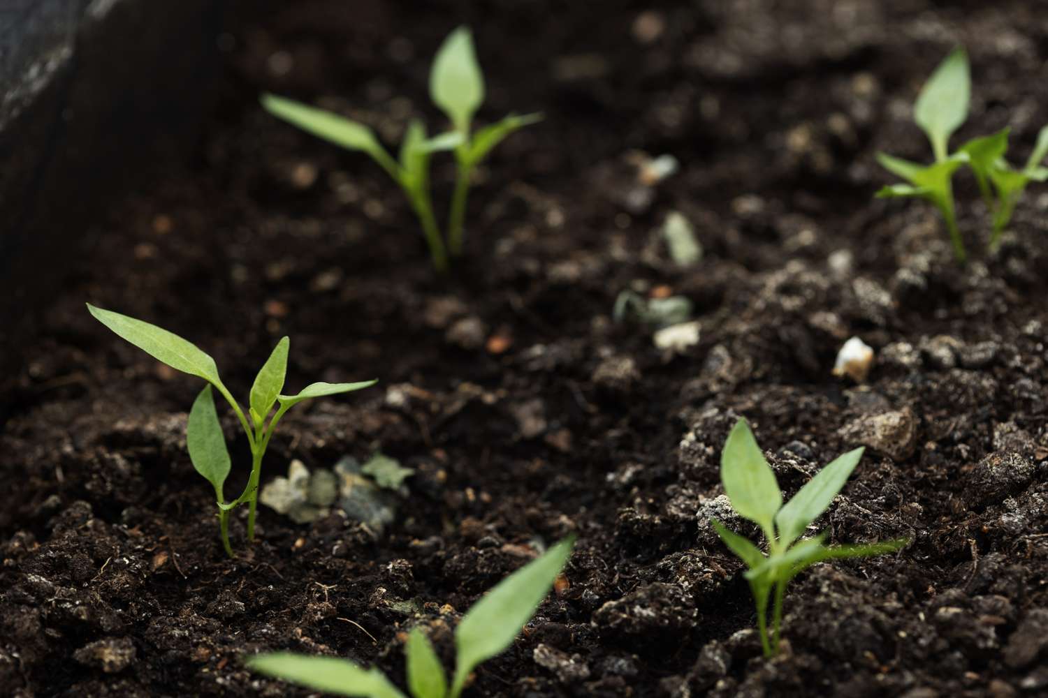 Young seedlings growing in soil