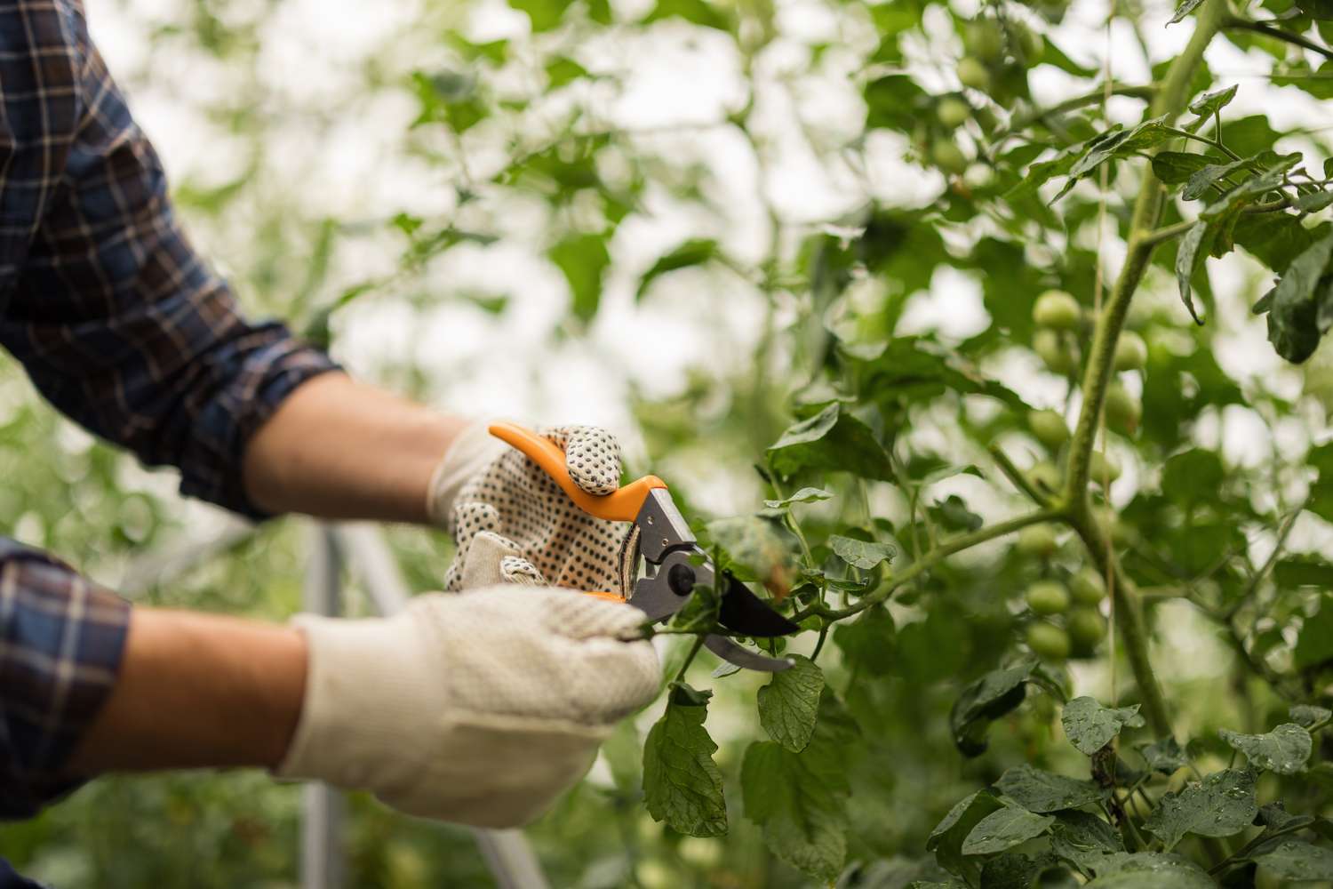 Close-up of a gardener pruning tomato plants with pruning shears 
