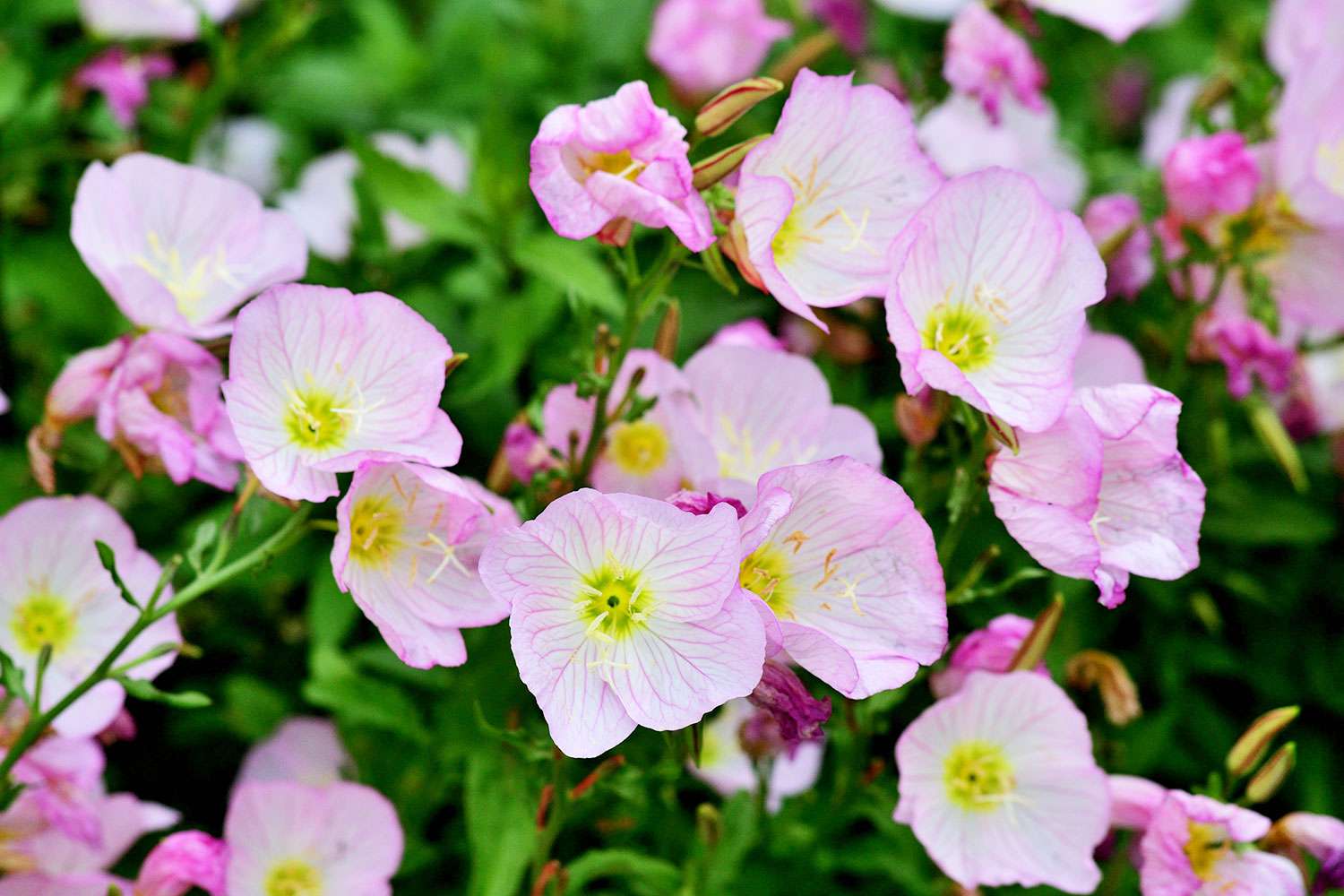 Evening primrose flower