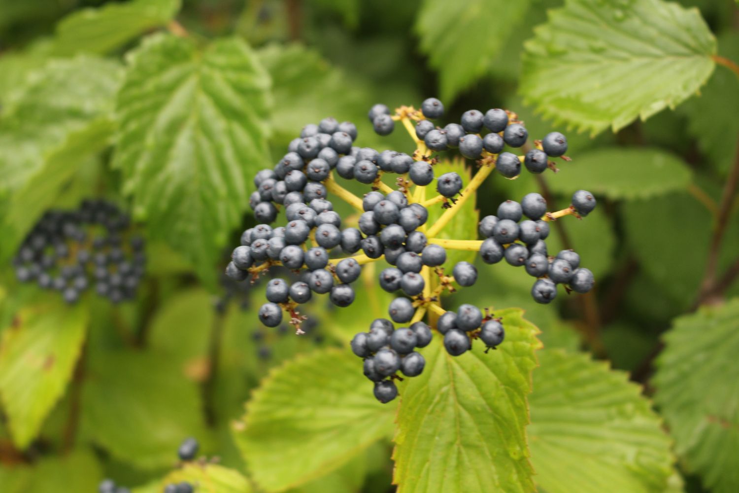 Cluster of small round dark berries surrounded by green leaves