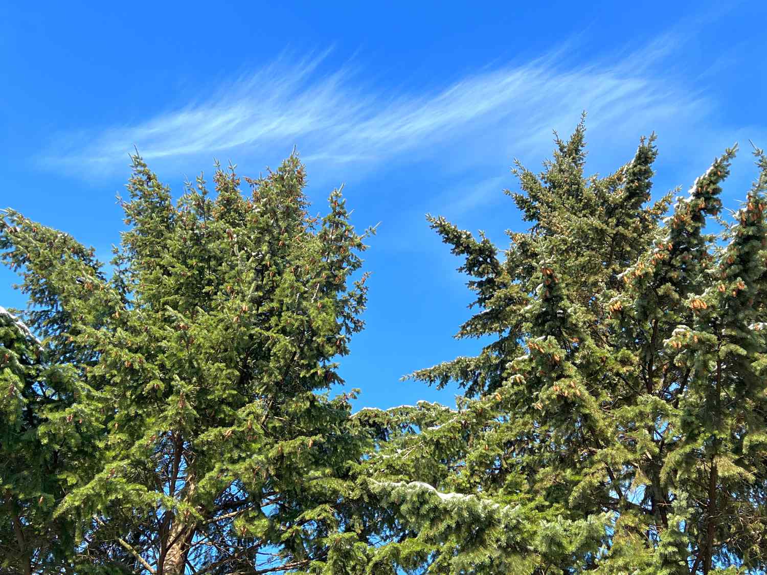douglas fir tree in forest
