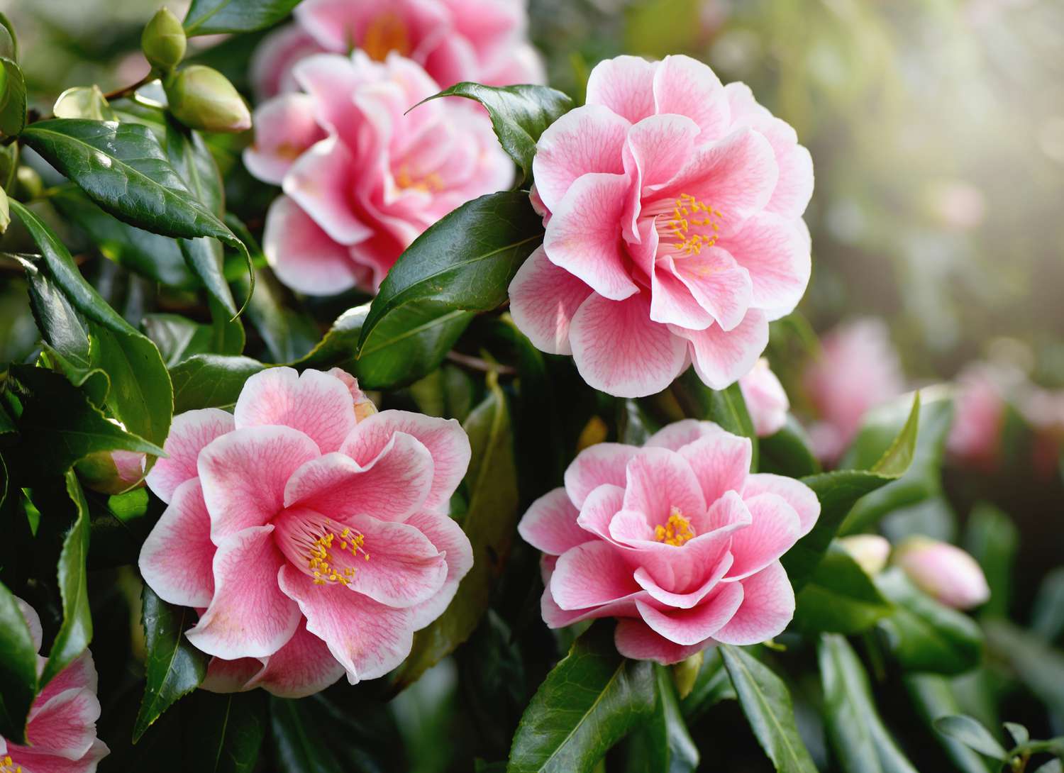 Camellia bush with several flowering pink blooms