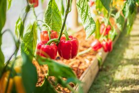 Bell peppers growing on plants in a garden