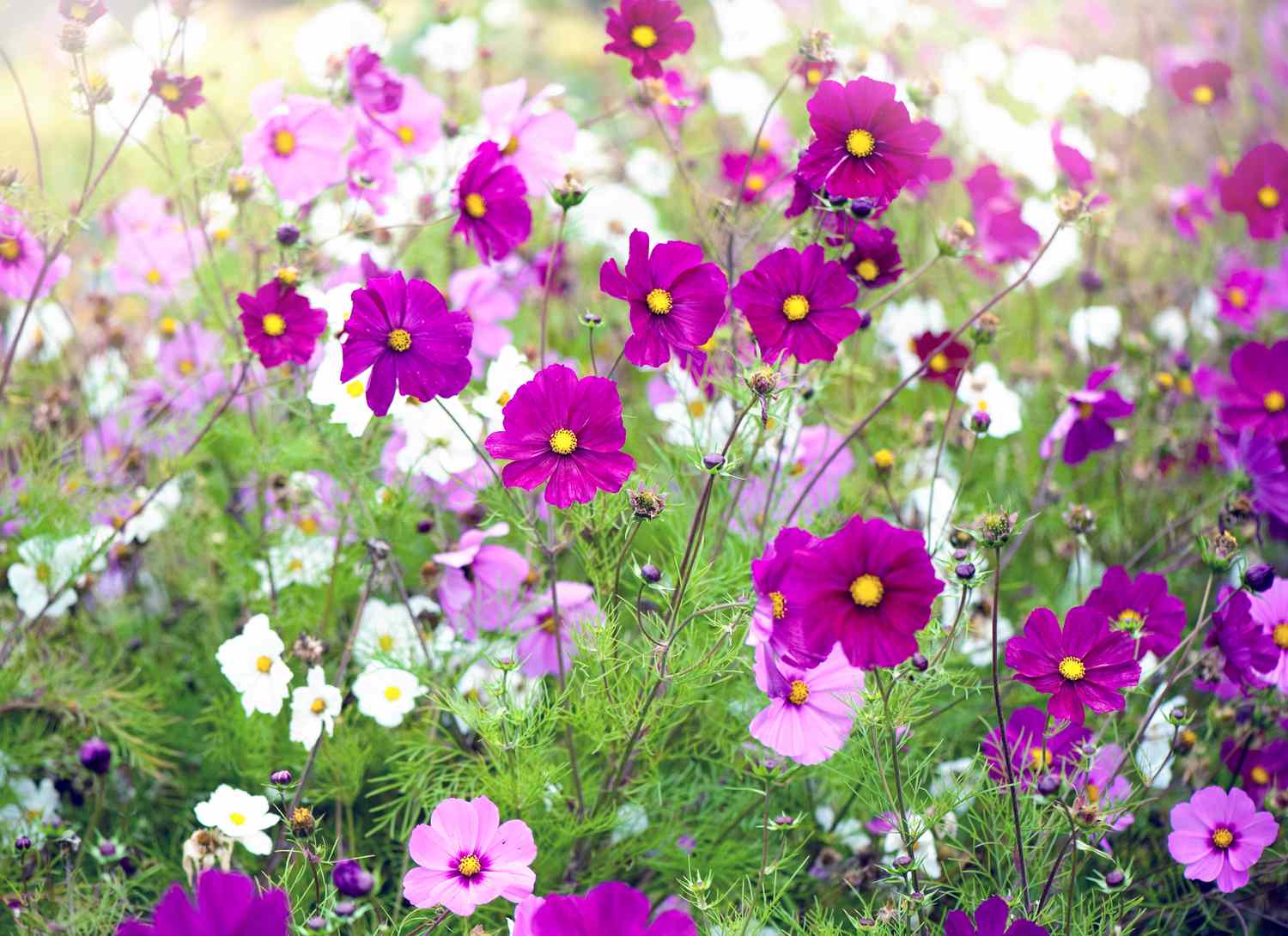 cosmos flowers in white and pink in a garden