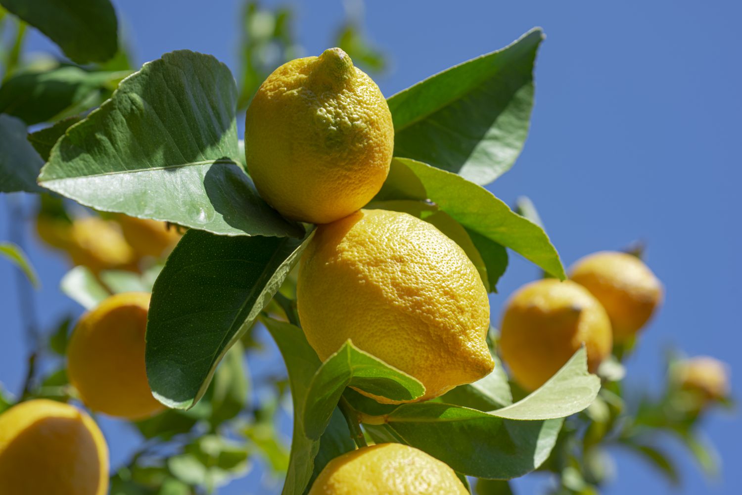 Lemon tree branch with ripe lemons and green leaves