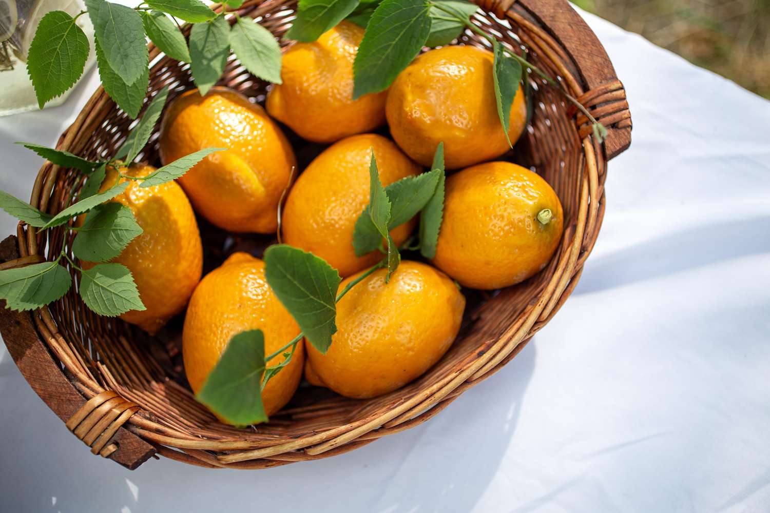 Basket of lemons with leaves on a white cloth outdoors