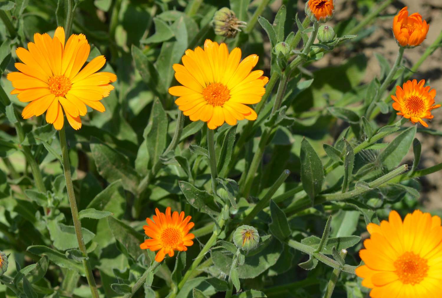 Calendula