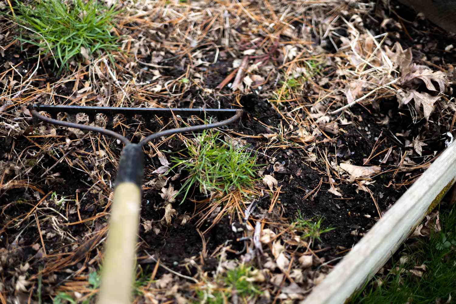 A garden bed being cleaned with a rake showing soil dried leaves and small patches of green plants