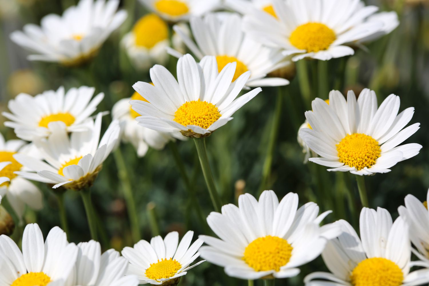 oxeye daisies