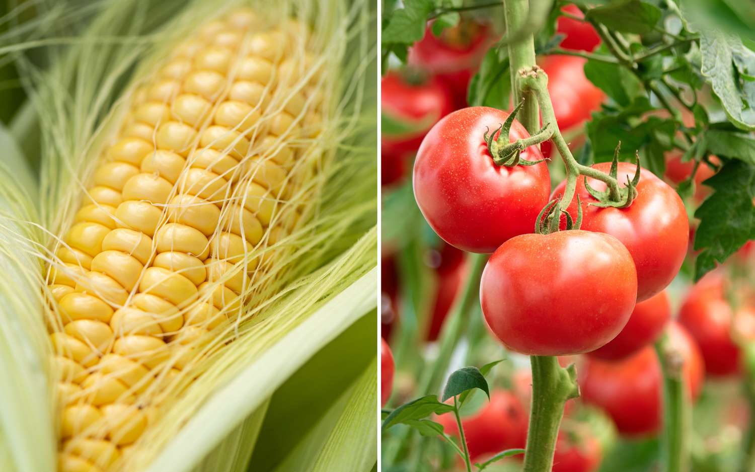 corn and tomatoes on vine