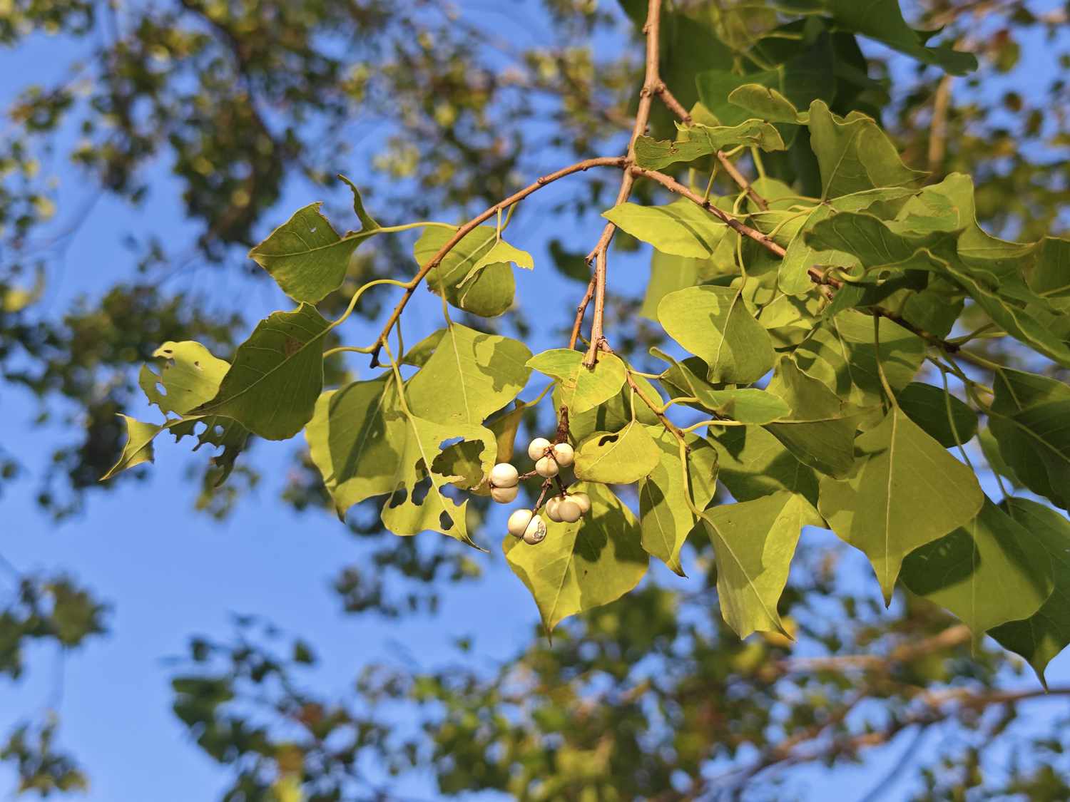 the seed of Triadica sebifera with green leaves in sunny afternoon