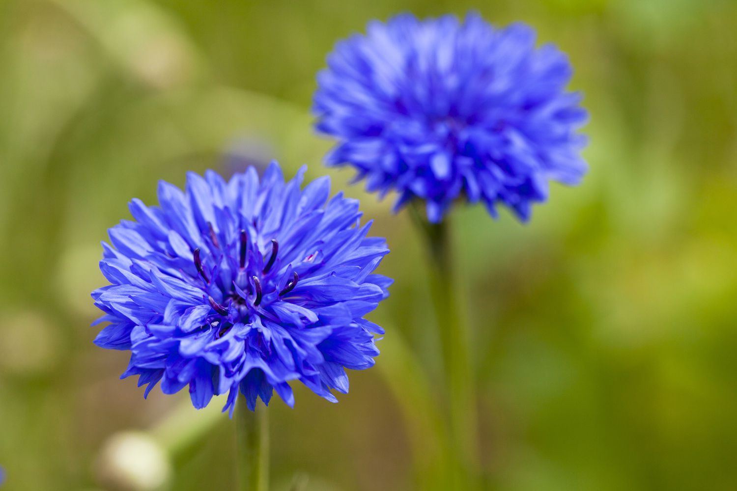 Blue Cornflower