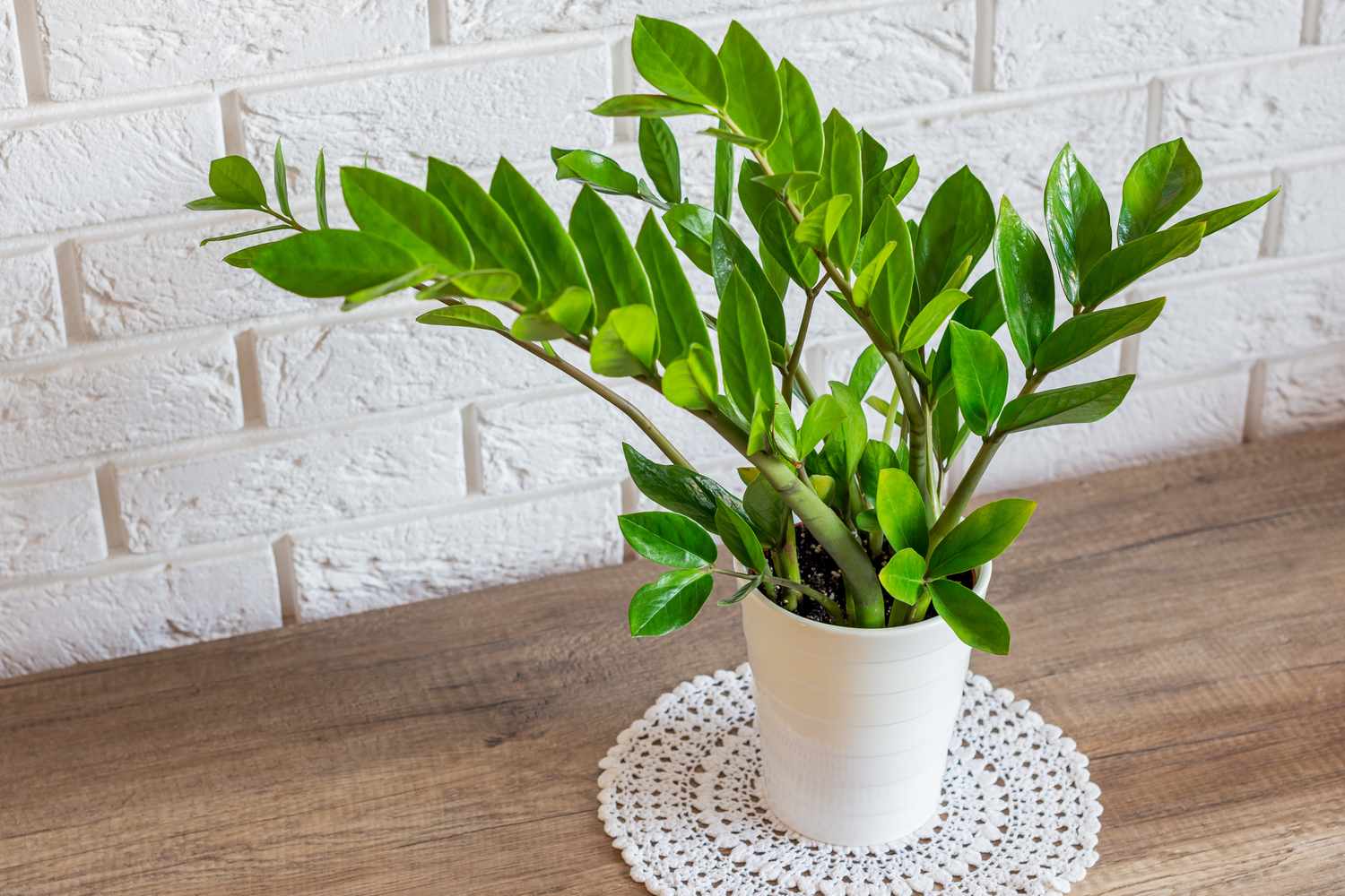 Zamioculcas zamiifolia plant in white flower pot on the wooden table against the white brick wall. Home decor of modern apartment