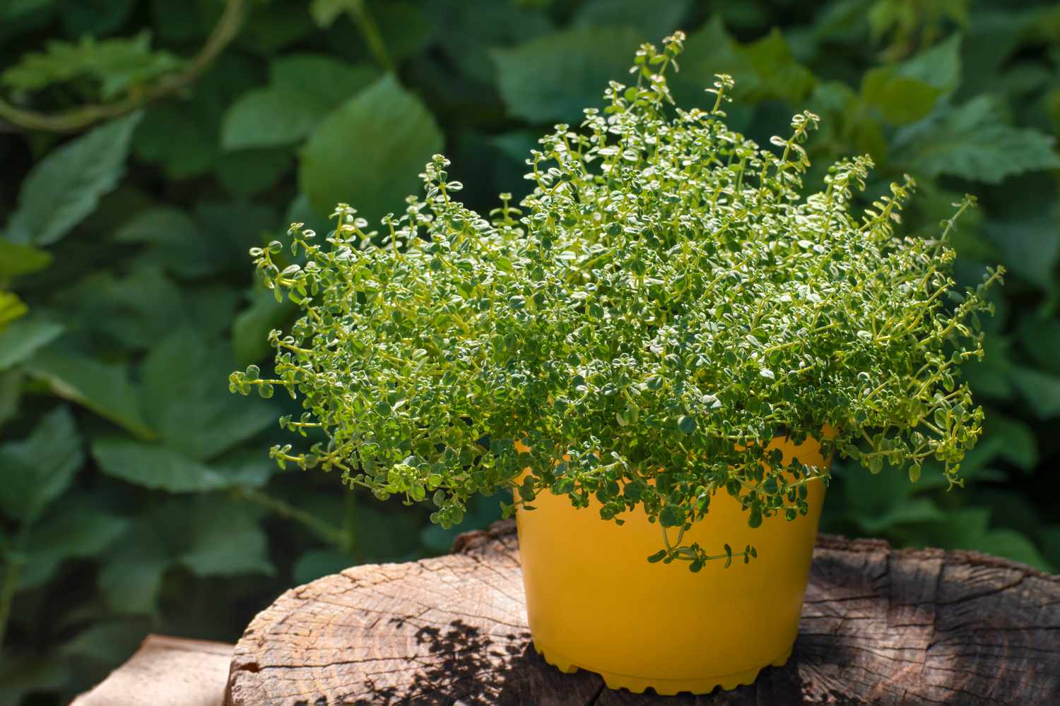 thyme in planter