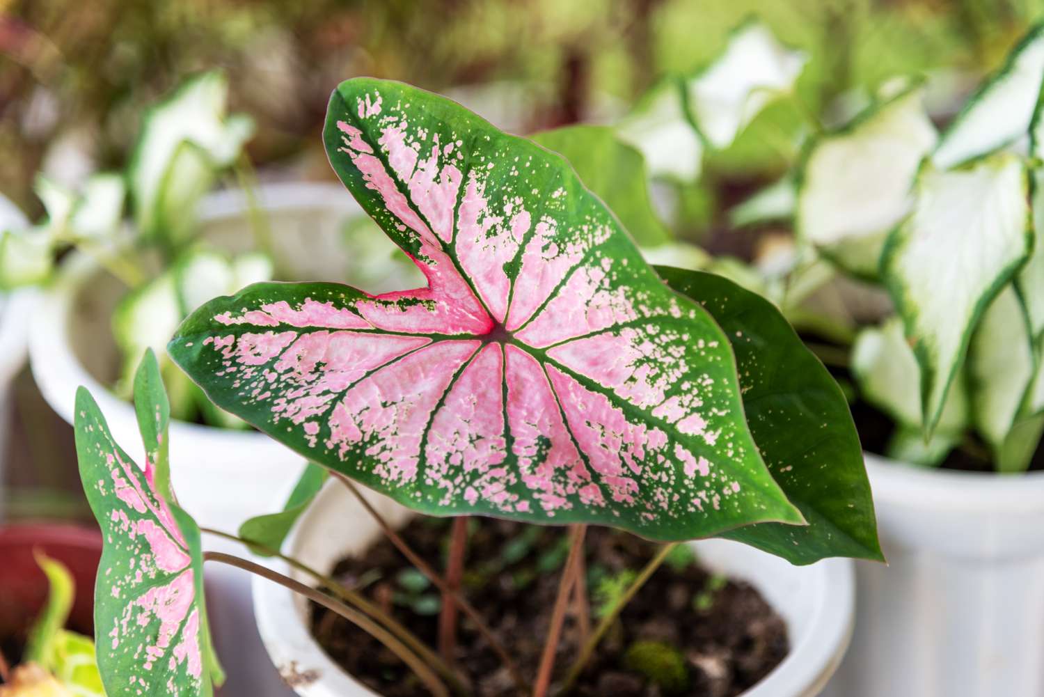 A closeup view of a potted plant featuring a leaf with green edges and a pink center
