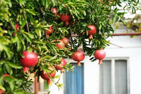 Pomegranates hanging from a tree branch with a house in the background