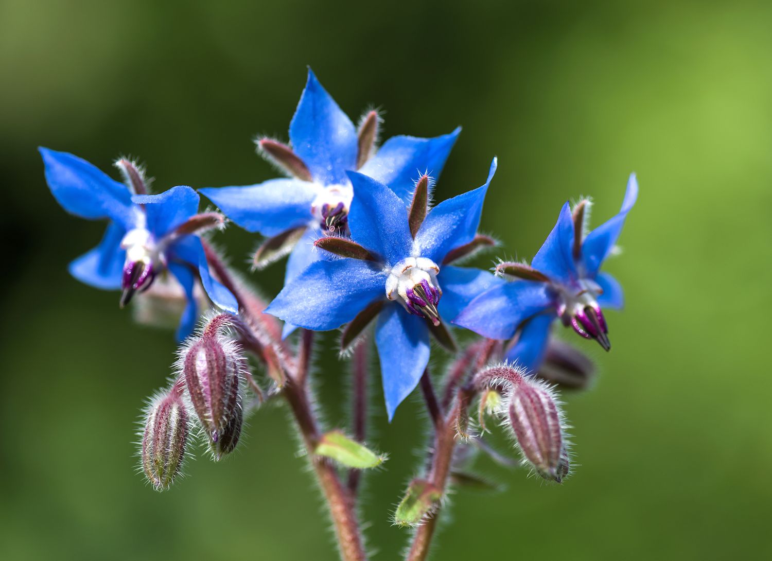 Borage plant with blue blooms in a garden