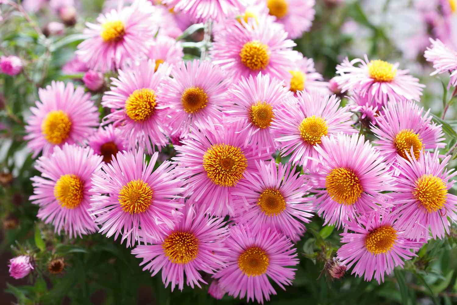pink asters in flower garden