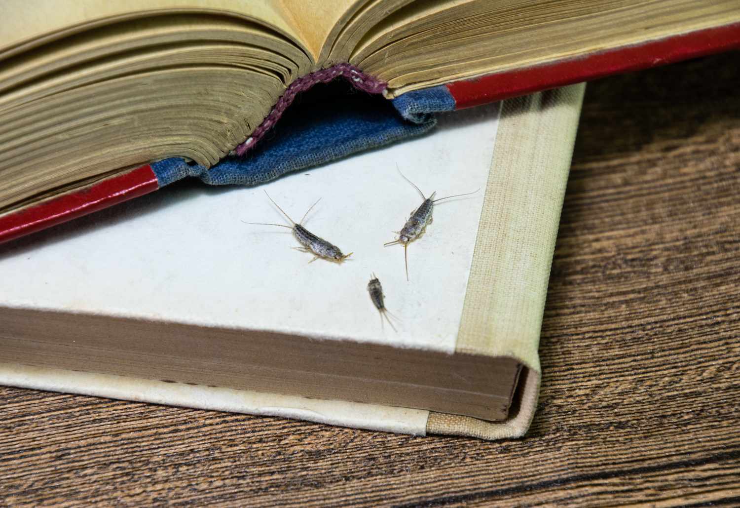 Insects on an open and a closed book on a wooden surface