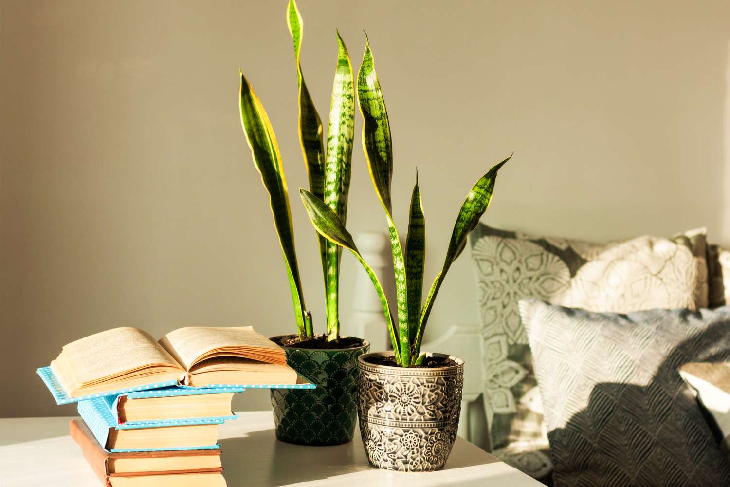 Snake plant