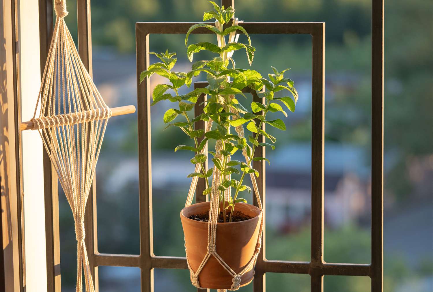 Hanging planter on balcony