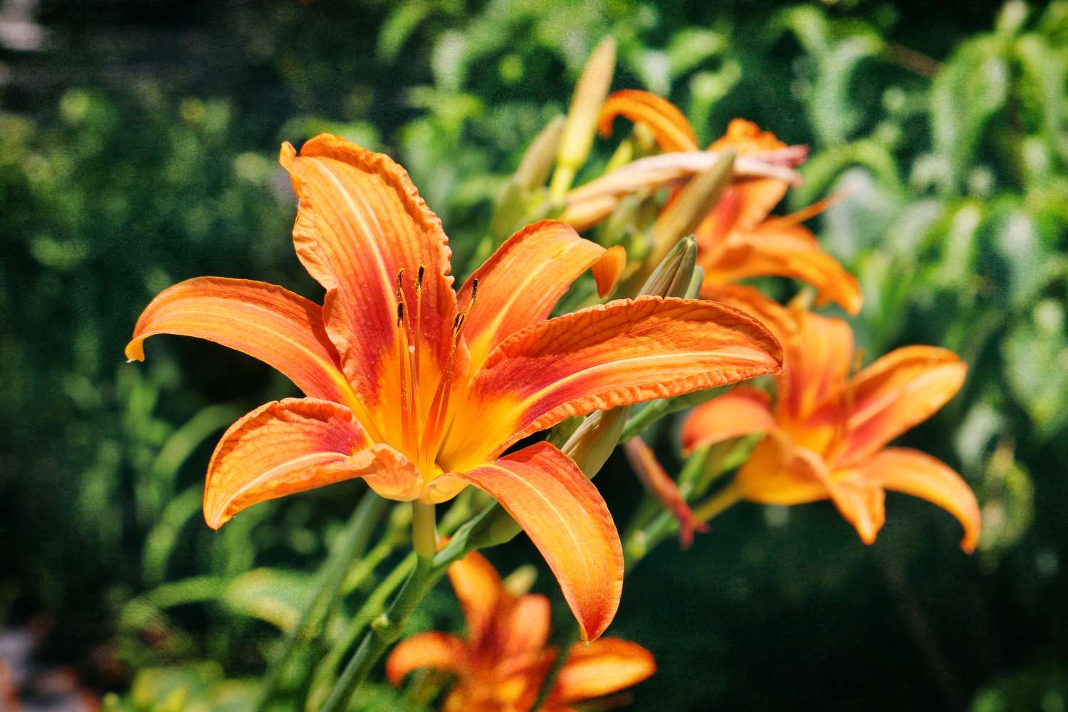 Closeup of daylilies in a garden setting