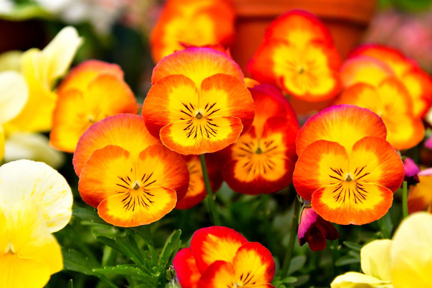 Fall flowers, pansies and violas