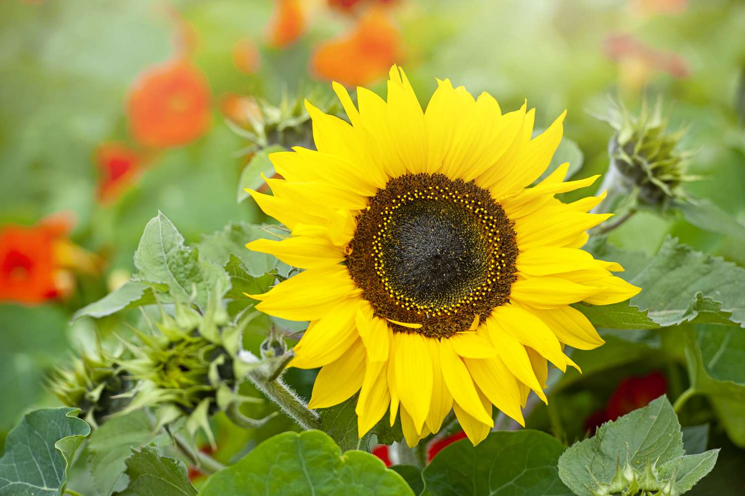 Close-up image of a single vibrant yellow, Sunflower also known as Helianthus annus