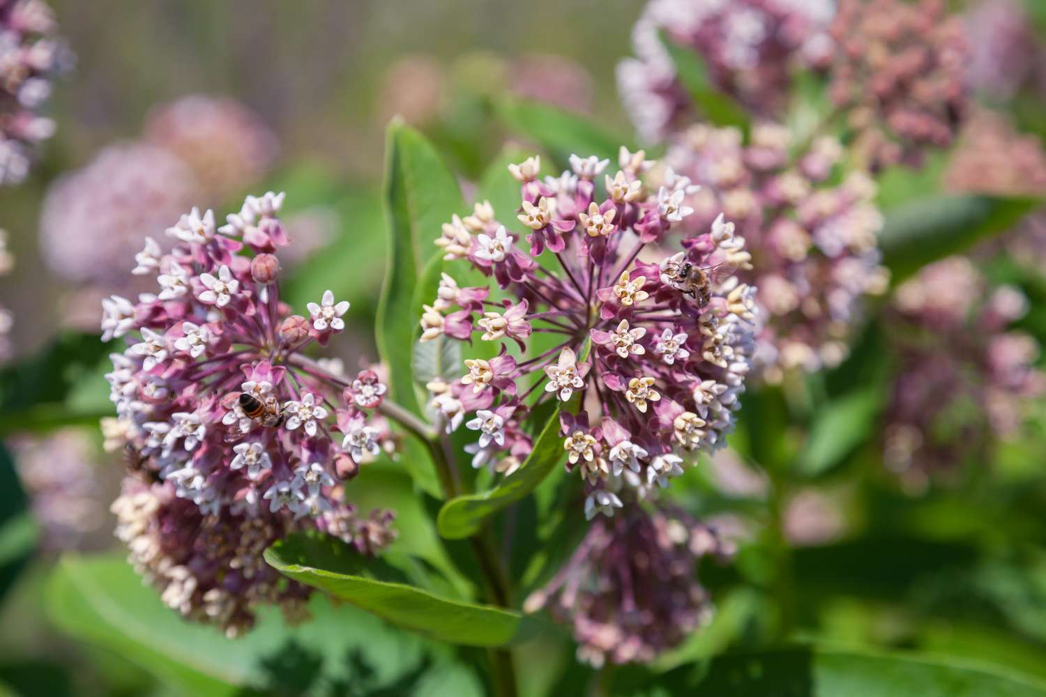 Pink flowers of the common milkweed