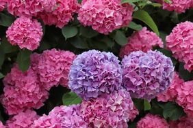 Several hydrangea blooms, purple in the foreground and pink in the background, surrounded by green foliage
