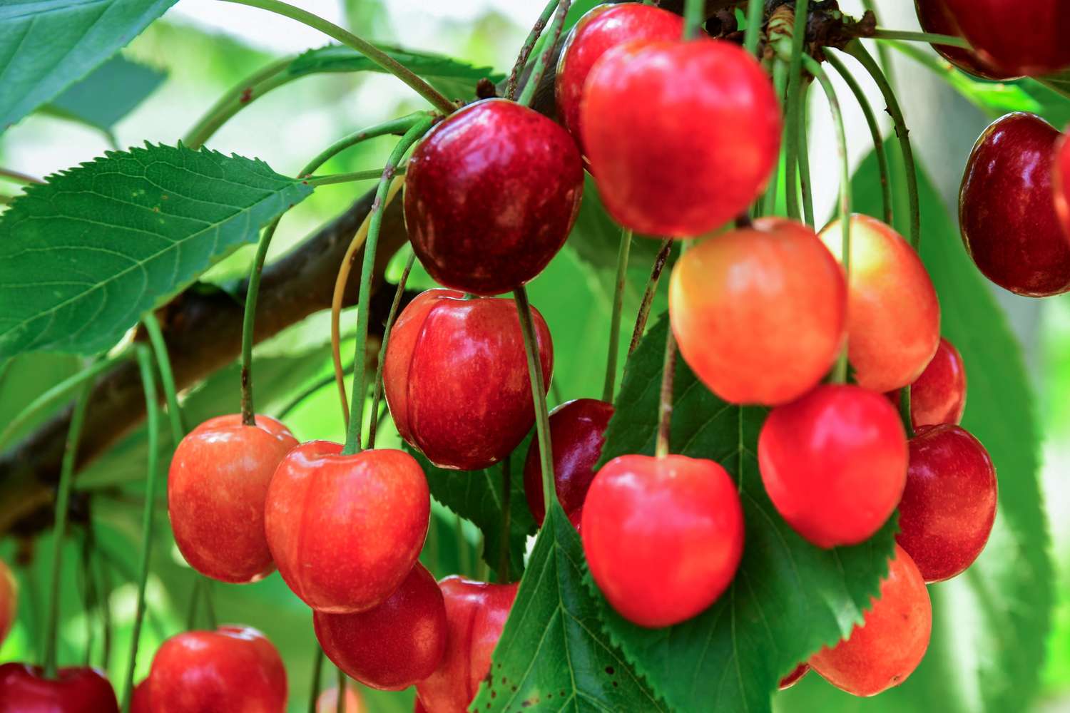 Cluster of ripe cherries hanging on a tree with green leaves