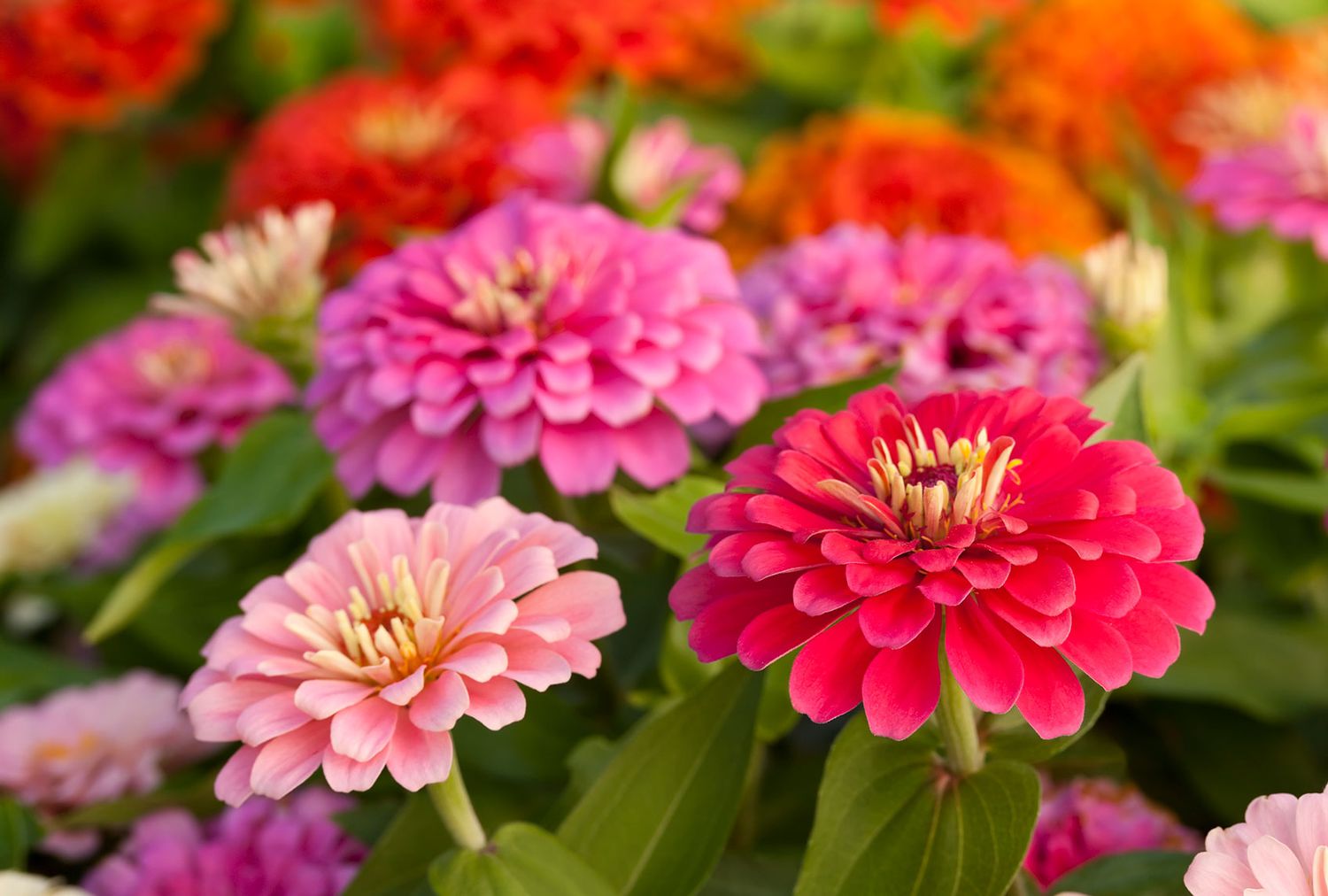 Pink zinnias