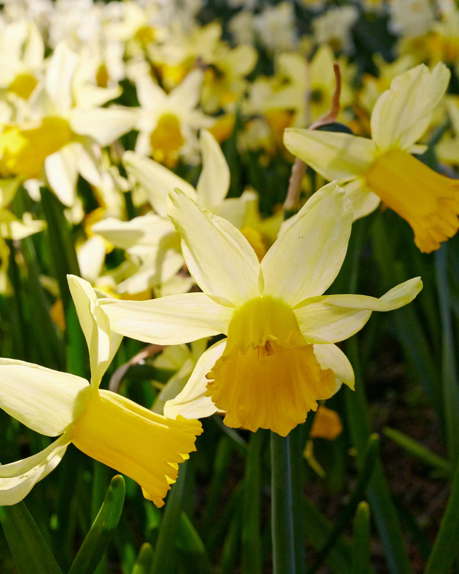 vertical image of multiple daffodils in a garden