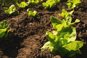 Young lettuce plants growing in soil