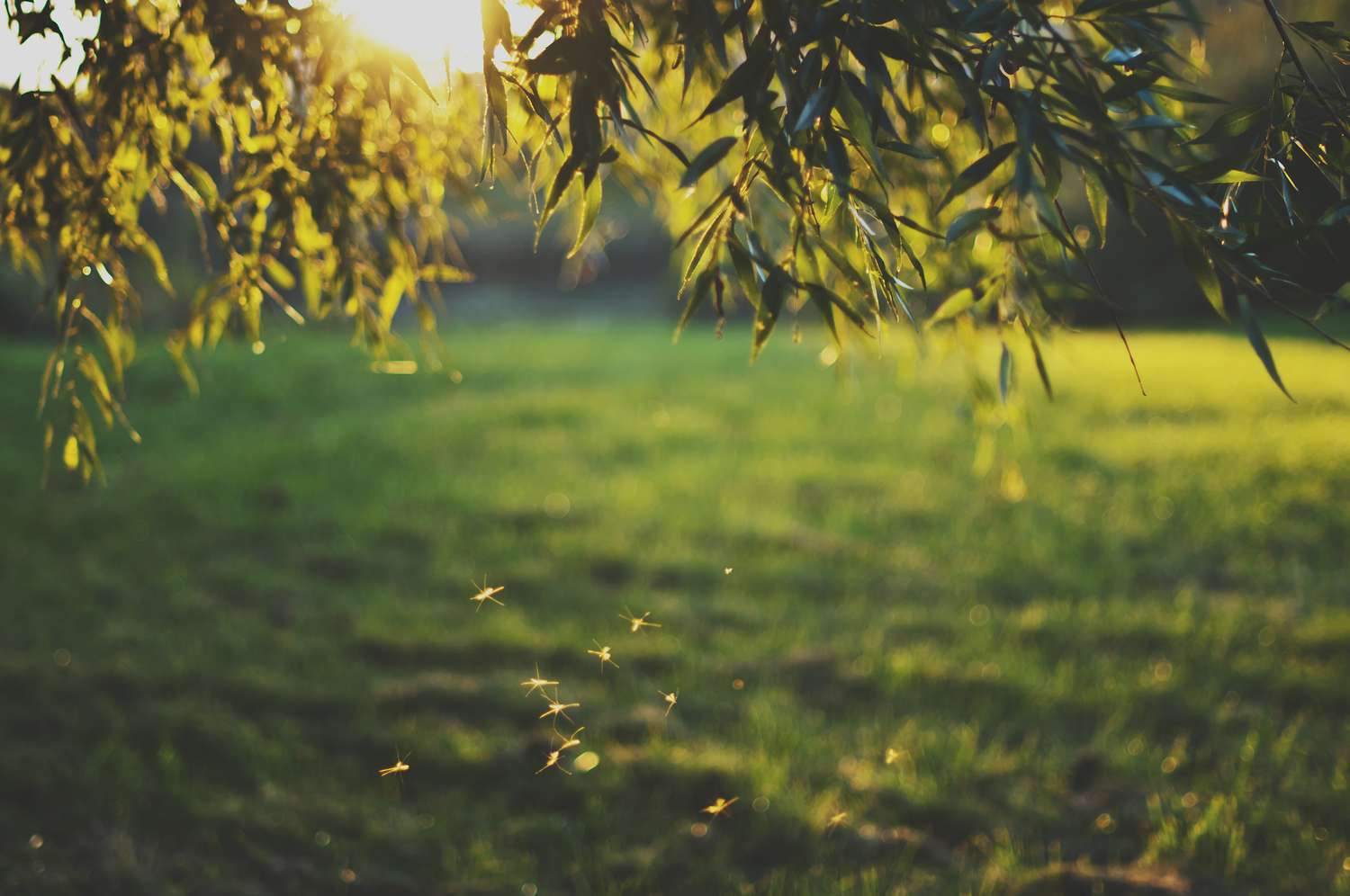 A serene grassy field at sunset with overhanging tree branches and small insects flying in the foreground