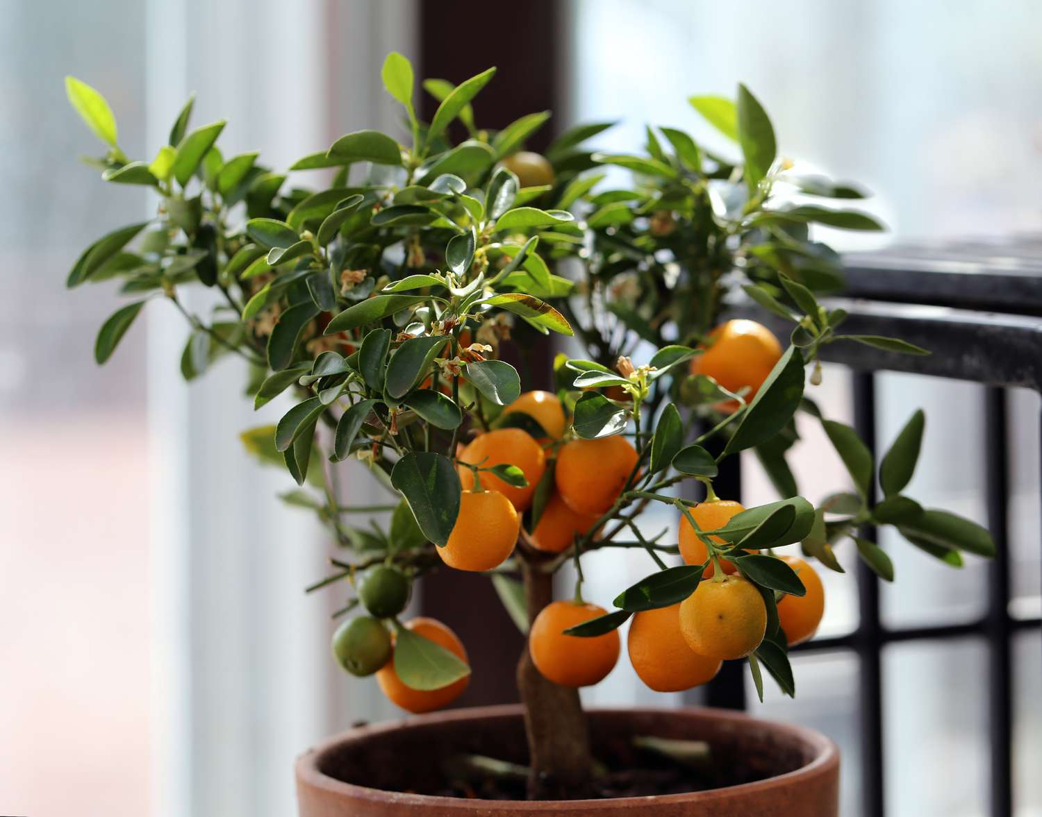 orange tree indoors 