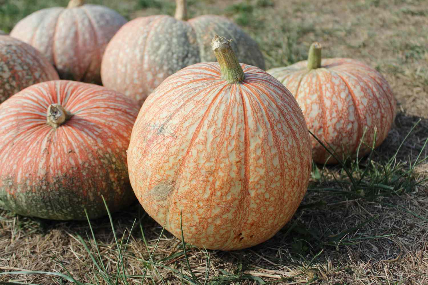 Many One too Manu pumpkins