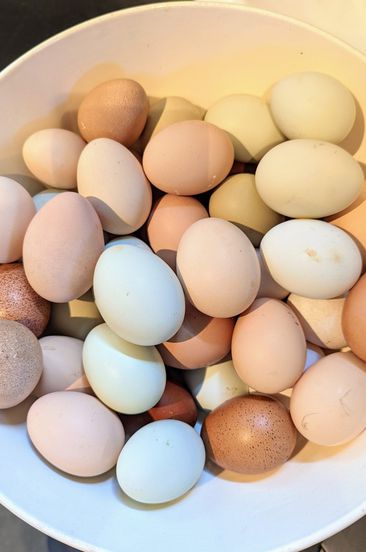 decorvow bedford fresh eggs