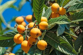 ripe loquat fruits on the tree with green leaves