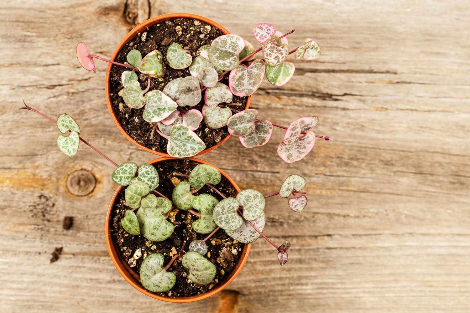 two potted string of hearts succulents