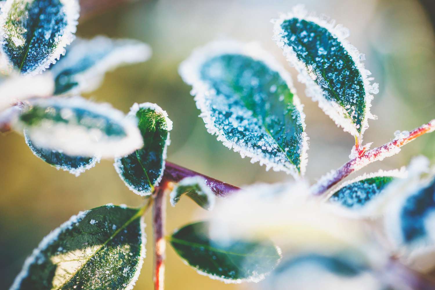 frozen leaves