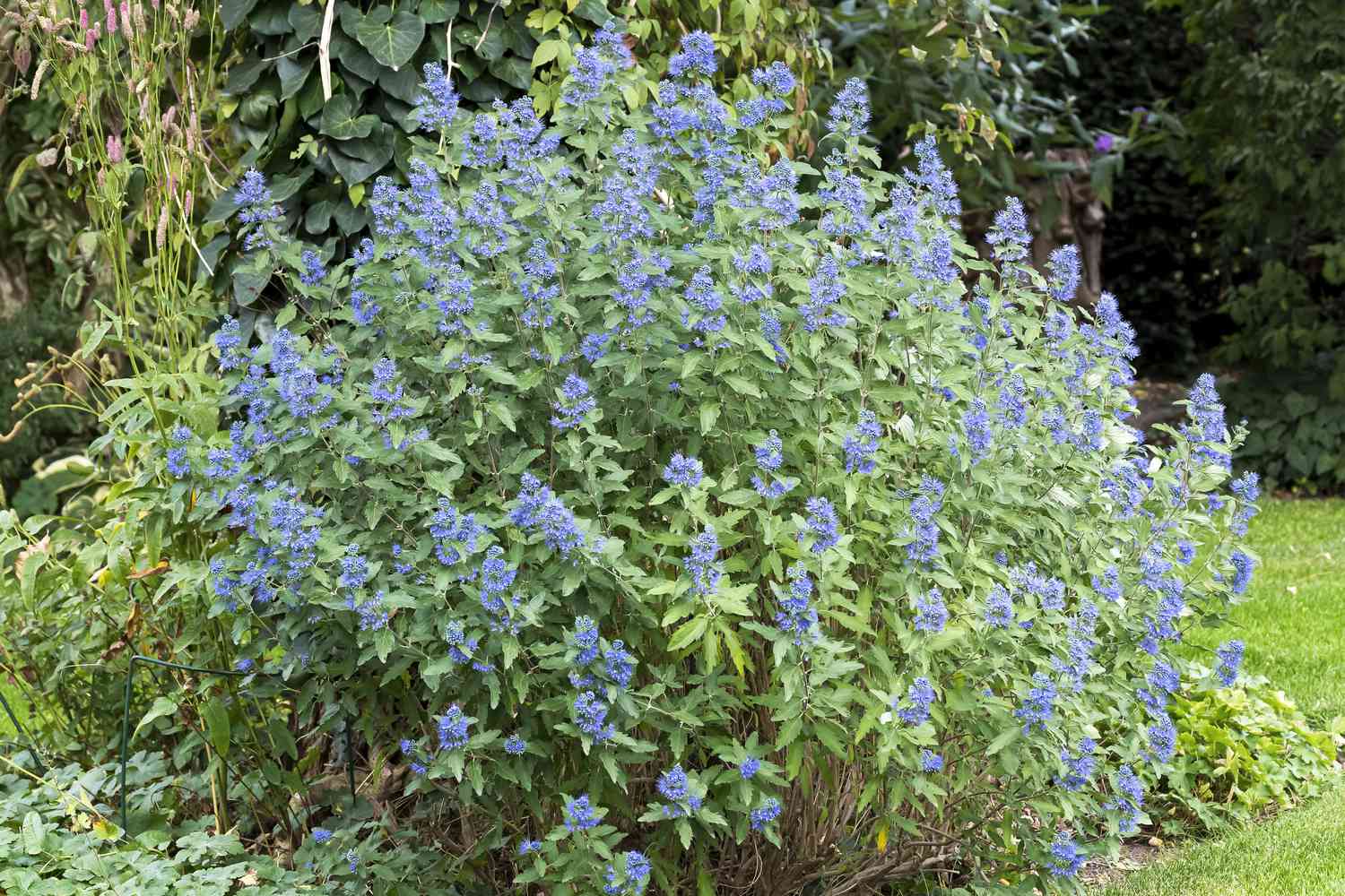 Caryopteris