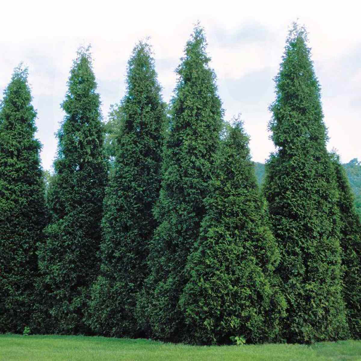 Thuja Green Giant Trees